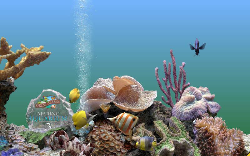 serenescreen marine aquarium